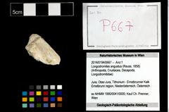 Foto (Objekt + Etikett) von Longodromites angustus (Reuss, 1858)  (NHMW-GEO-2014-0194-0667)